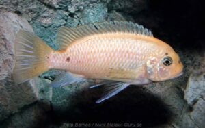 Metriaclima fainzilberi 'Hongi Island'